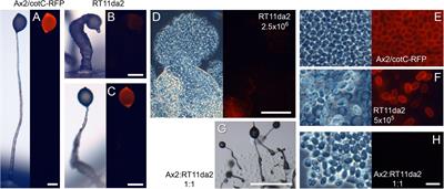 Loss of PIKfyve Causes Transdifferentiation of Dictyostelium Spores Into Basal Disc Cells